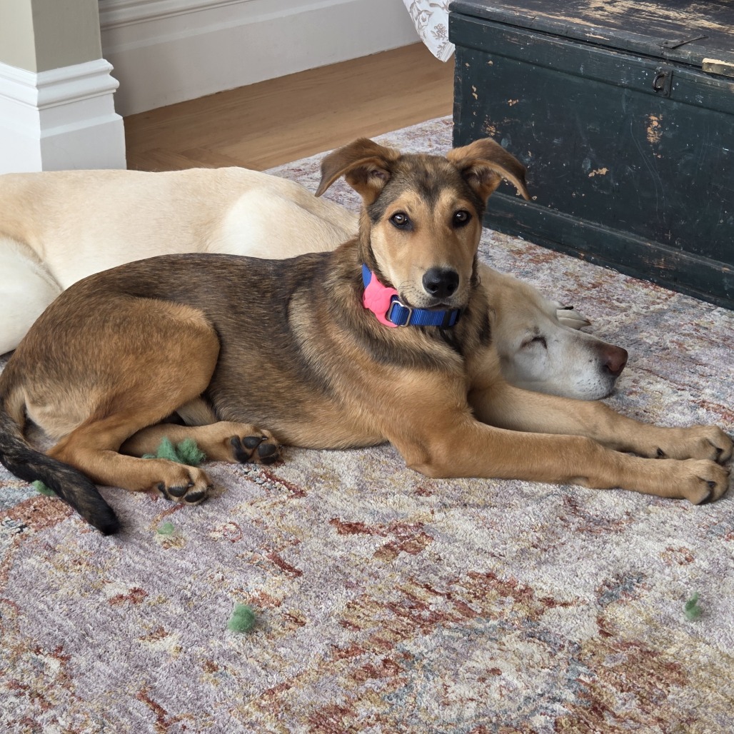 Biggie — thumbnail 2