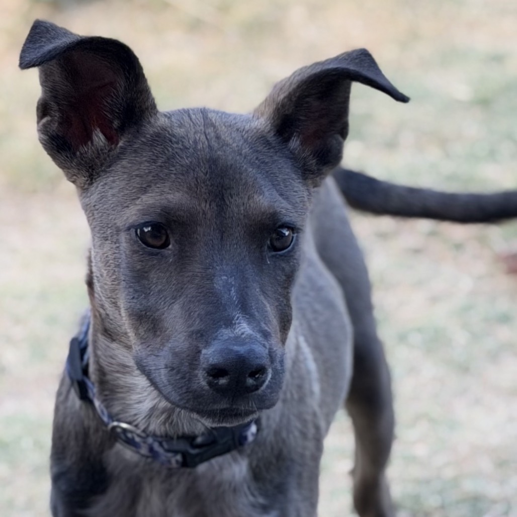 BABY - Cattle Dog, Australian (Red Heeler) / Mixed Breed (Medium) available for adoption