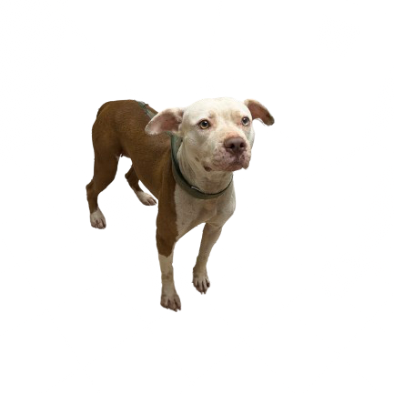 Tusc Stray 81415