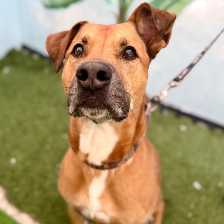 Close-up photo of Angus