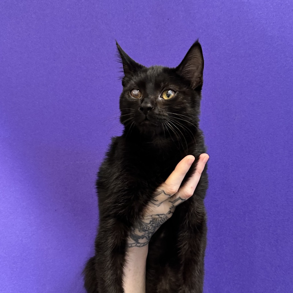 TEEF - Domestic Shorthair available for adoption