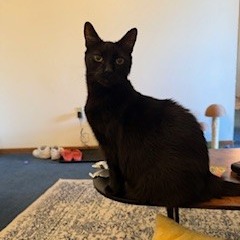 Photo of Frankie 3