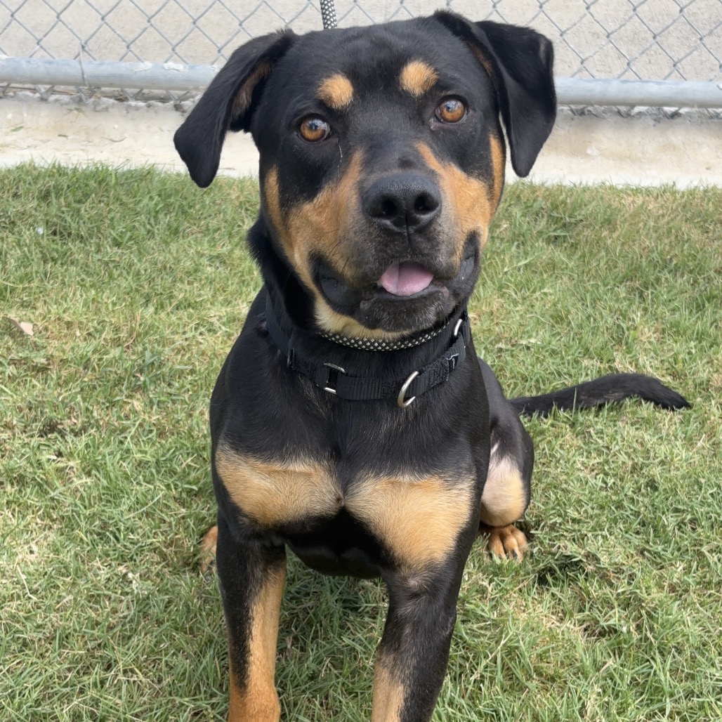 DRAKO - Rottweiler / Mixed Breed (Medium) available for adoption