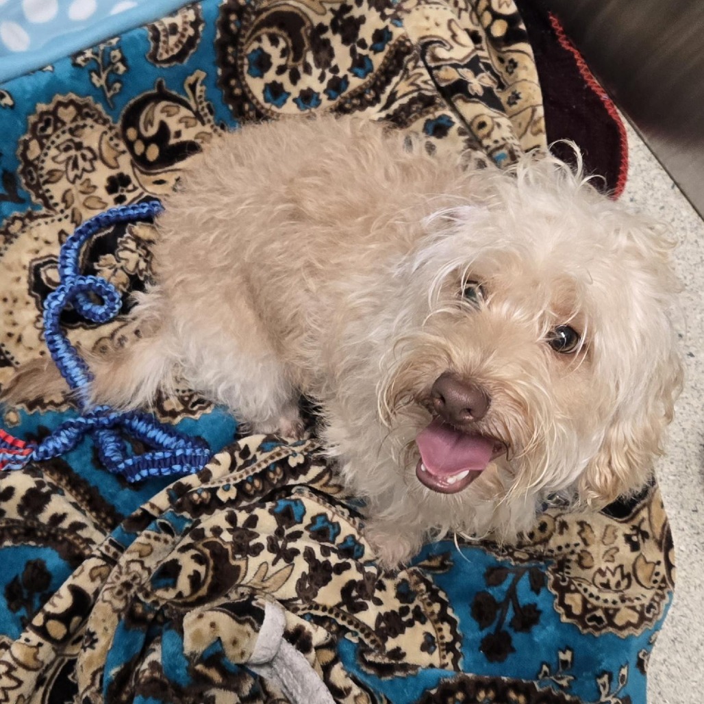 BRAMBLE - Mixed Breed (Small) available for adoption