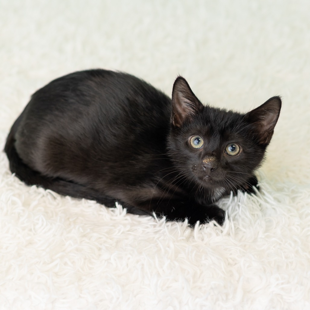 Barnabas Neko, photo 2