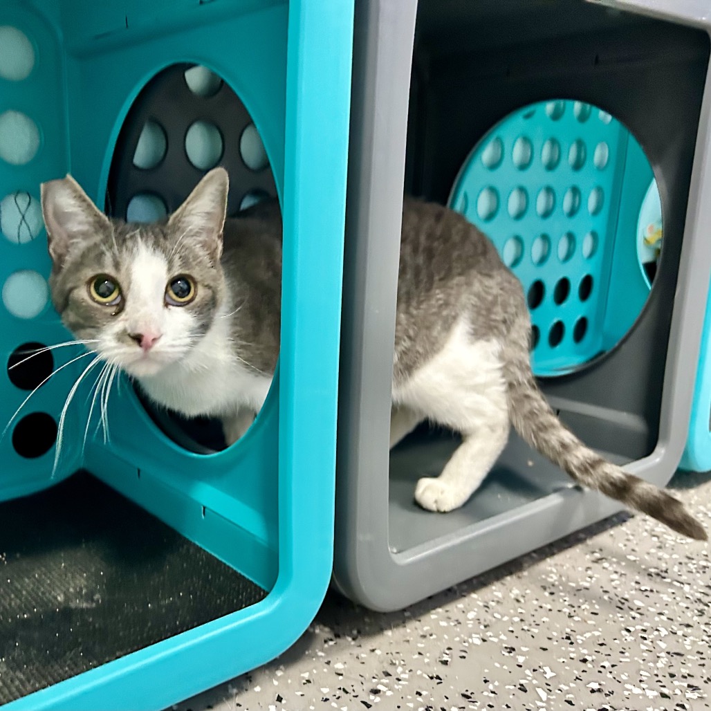 FRISKY - Domestic Shorthair available for adoption