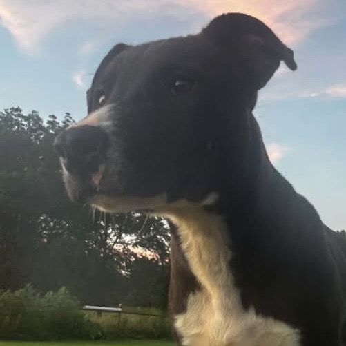 SLEEPY - Mixed Breed (Medium) available for adoption