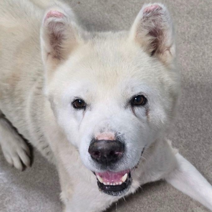 Cesar, a Akita