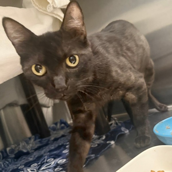 WISP - Domestic Shorthair available for adoption