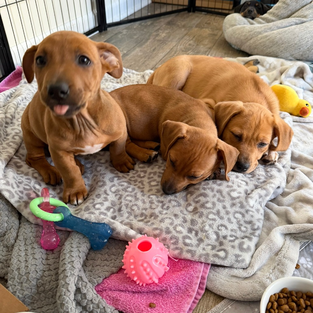 Peony's Pup- Finny — thumbnail 4