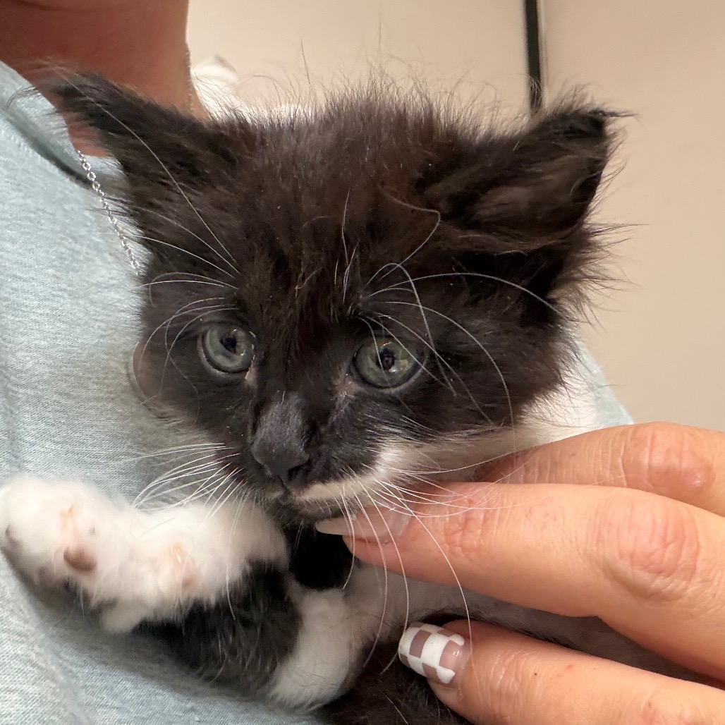 Lippy, an adoptable cat at SPCA-BC