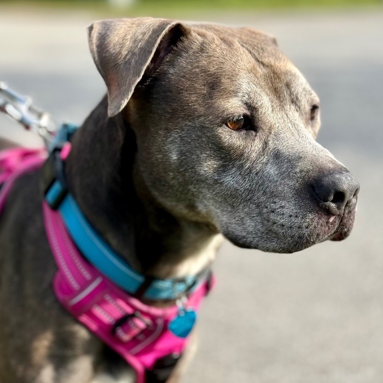 Close-up photo of Homer