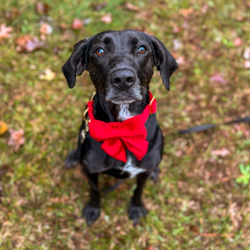 Phoebe 09-1747, photo 19
