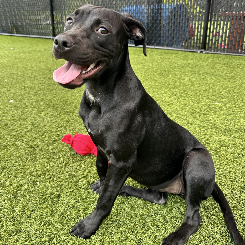 HAPPY - Mixed Breed (Medium) available for adoption