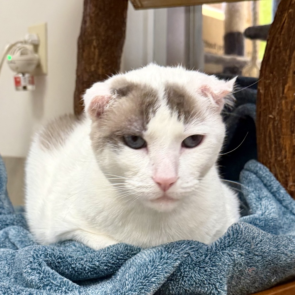KARMEL - Domestic Shorthair available for adoption