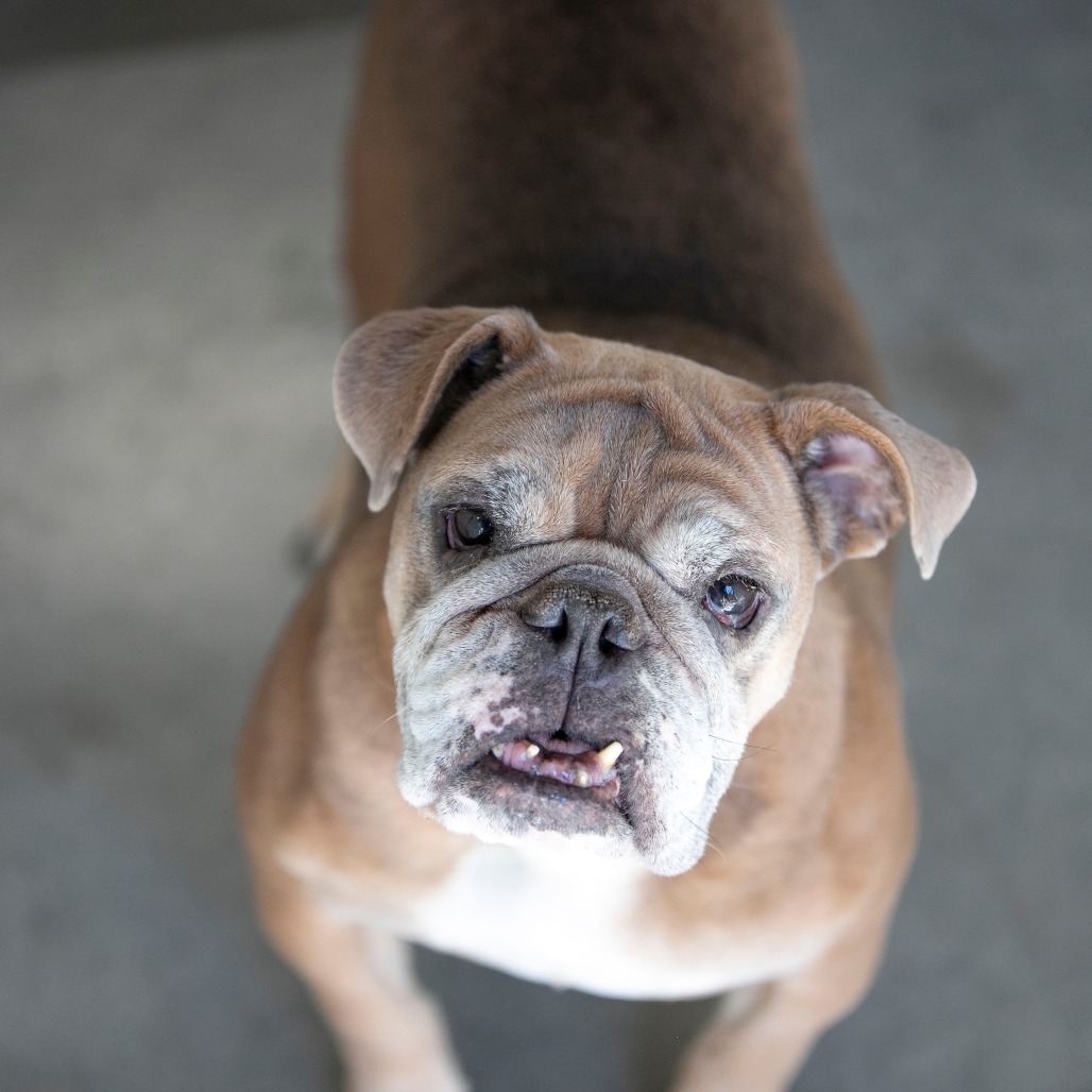 FRISKY (AG26-147) - Bulldog / English available for adoption