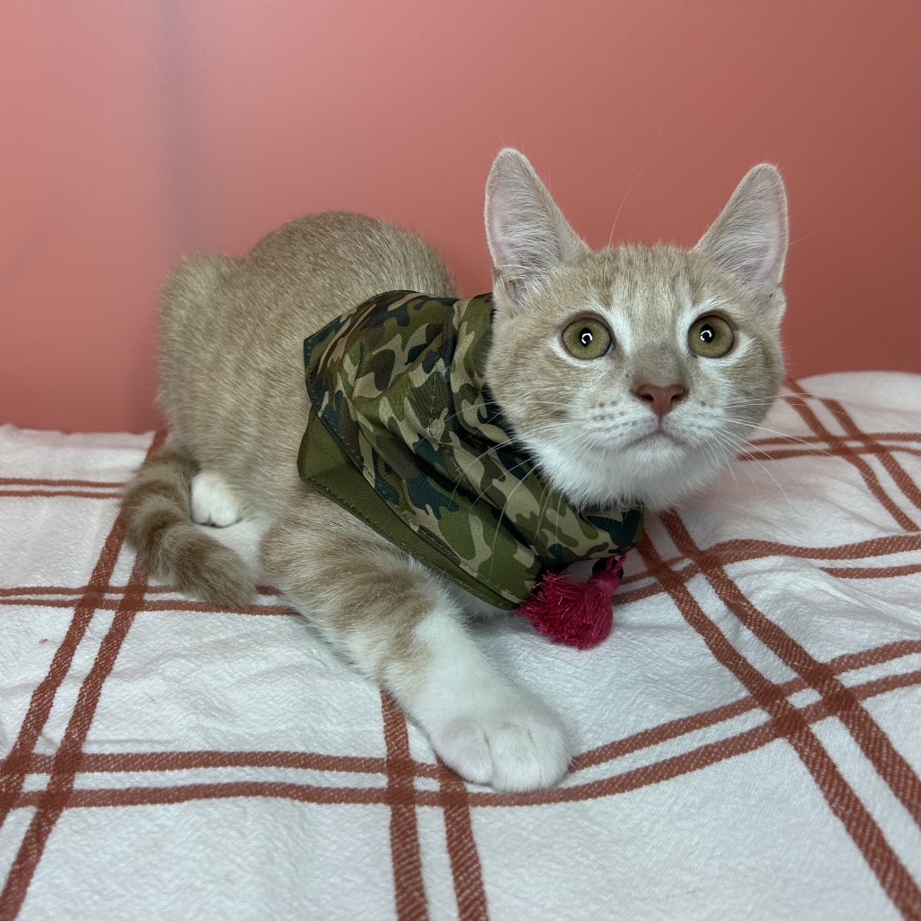 BUDDY - Domestic Shorthair available for adoption