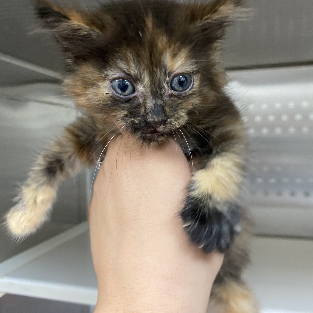 MAJESTY - Domestic Longhair available for adoption