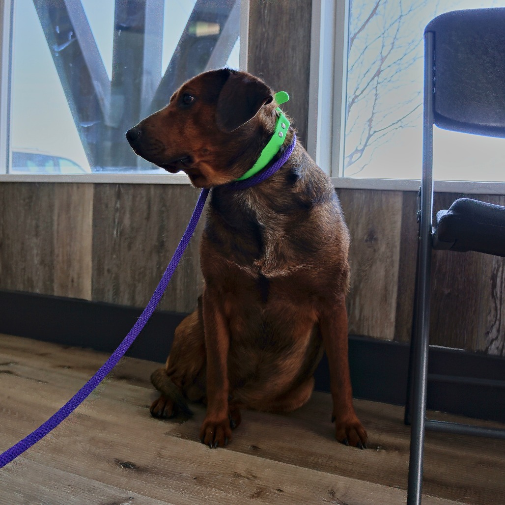 Timber — thumbnail 9