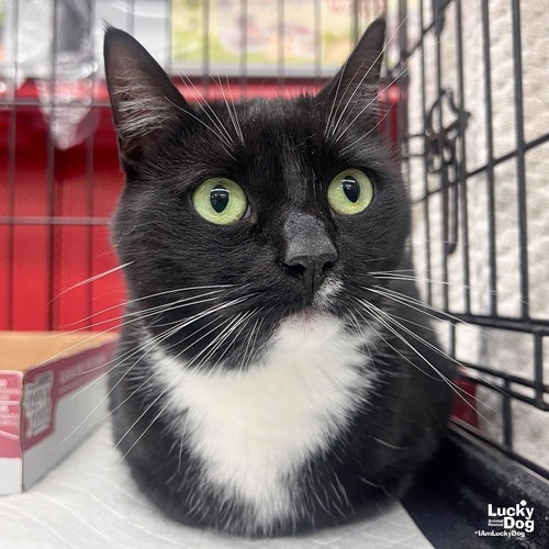 LIBBY - Domestic Shorthair available for adoption