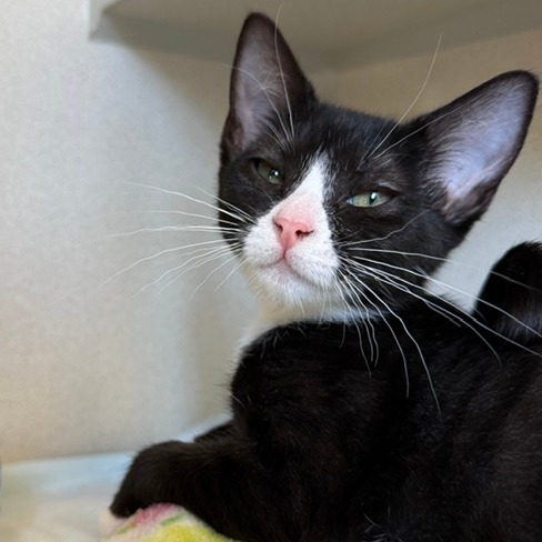 Louisiana - Domestic Shorthair