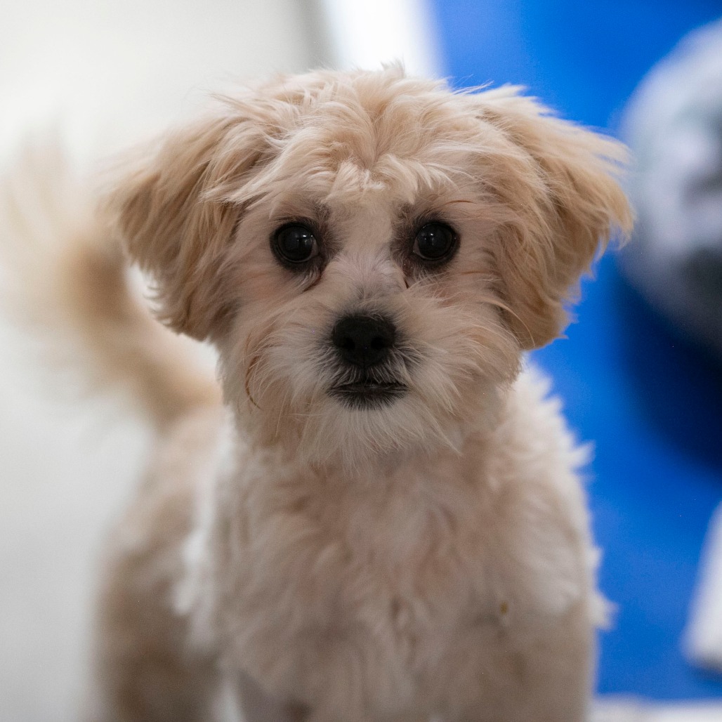 CARLIE (AG26-187) - Pekingese / Poodle, Miniature available for adoption