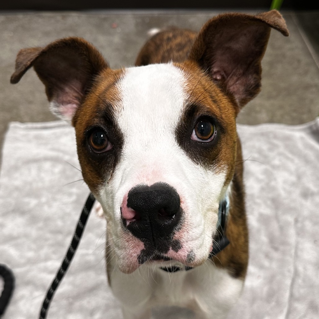 FELIX - Mixed Breed (Medium) available for adoption