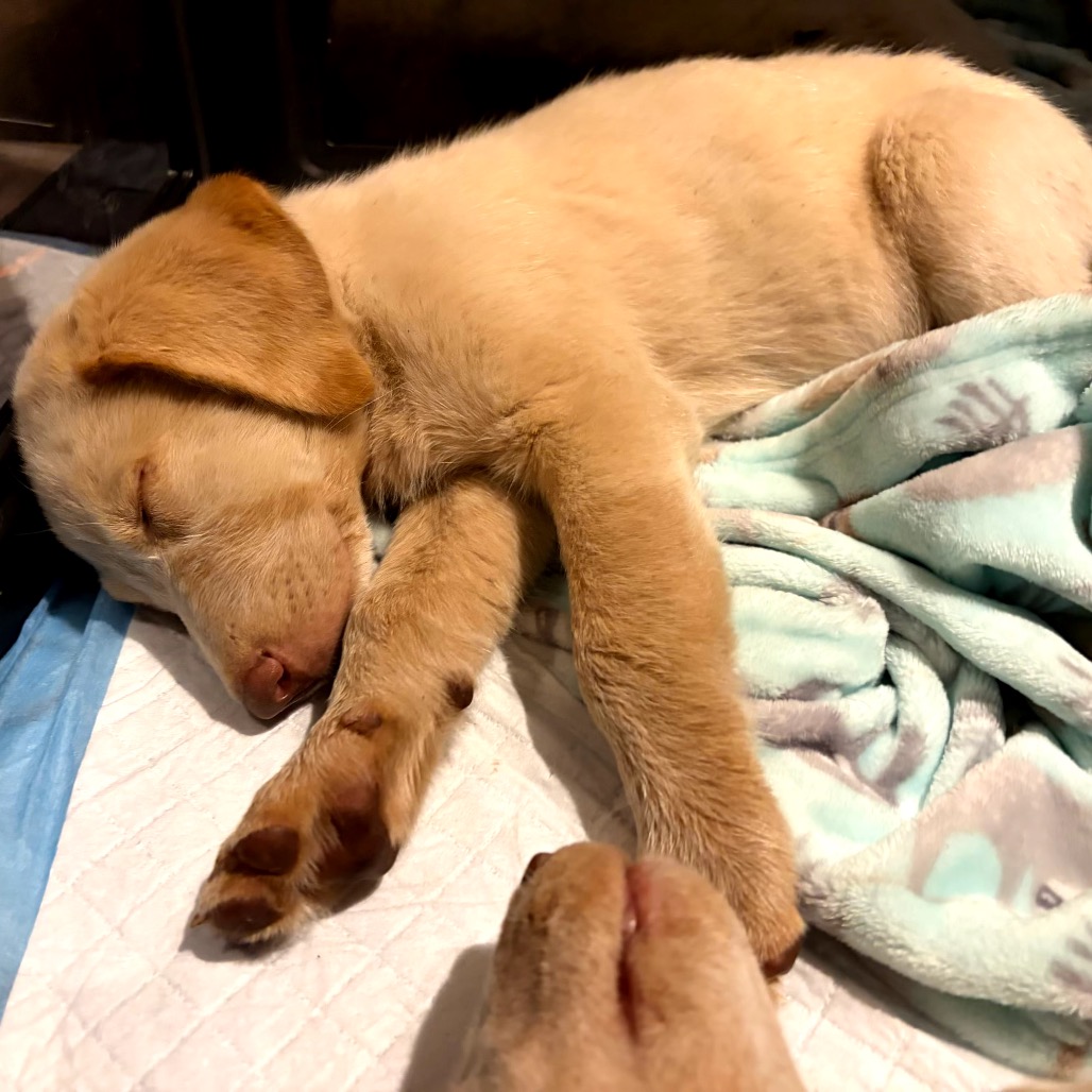 STAR - Retriever / Labrador available for adoption