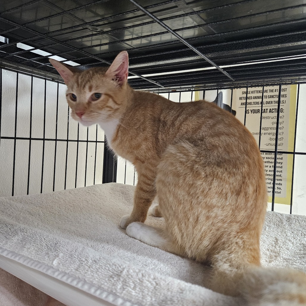 LITTLE BUG - Domestic Shorthair available for adoption