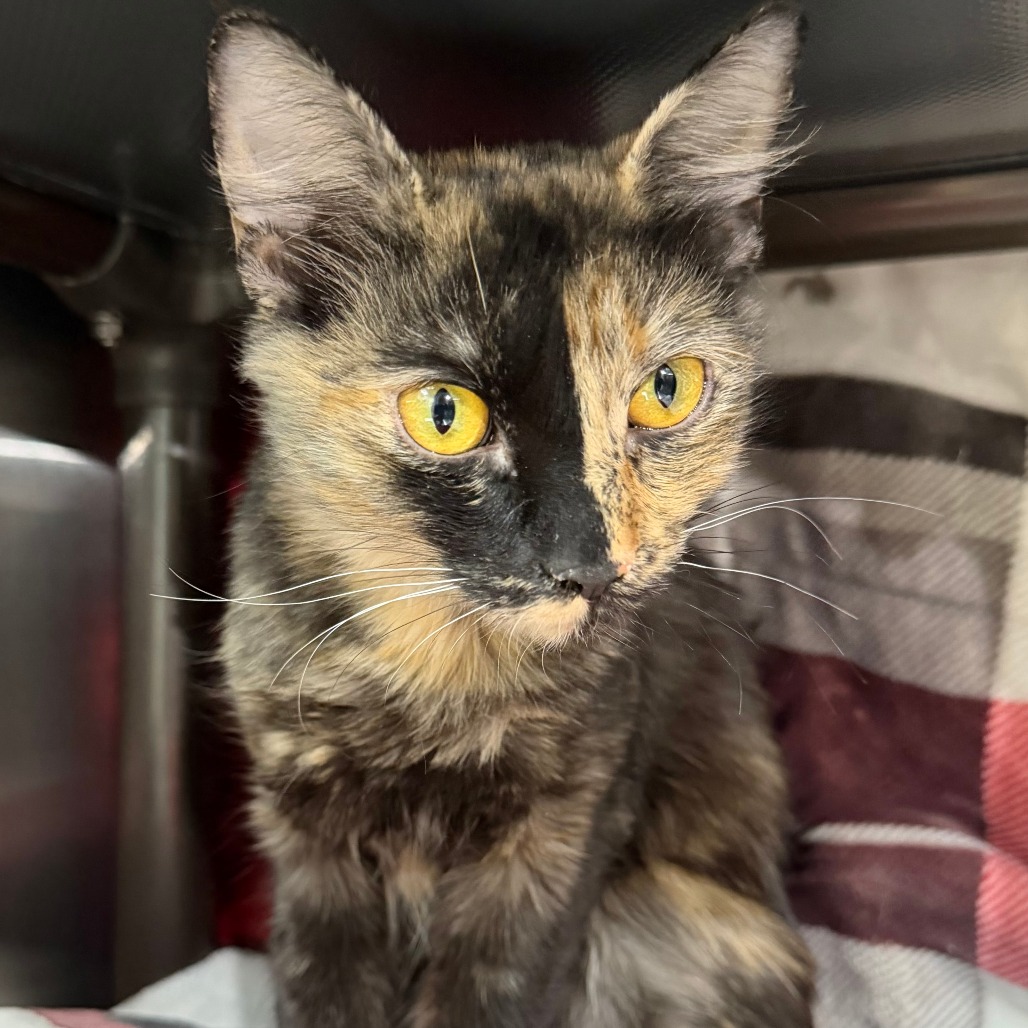 DAISY - Domestic Shorthair available for adoption