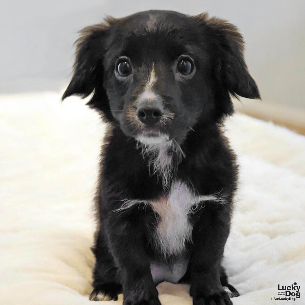 SENOR VADER - Chihuahua / Mix available for adoption