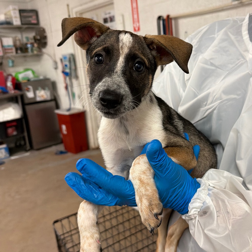 MEDUSA - Terrier, Pit Bull / Mixed Breed (Medium) available for adoption