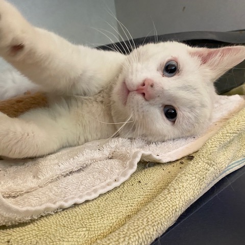 JUDE - Domestic Shorthair available for adoption