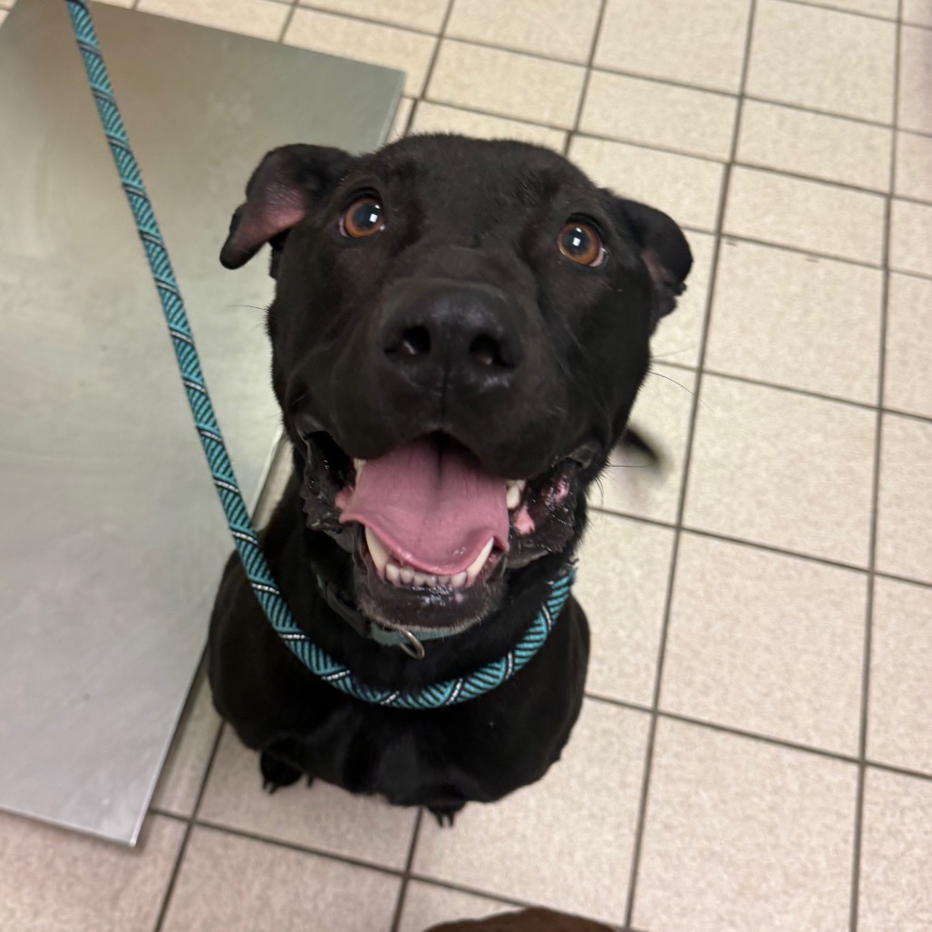 Shmooter — thumbnail 2