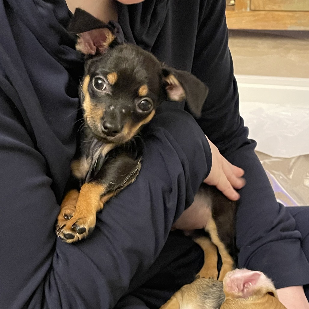FRIJOL - Chihuahua / Short Coat available for adoption