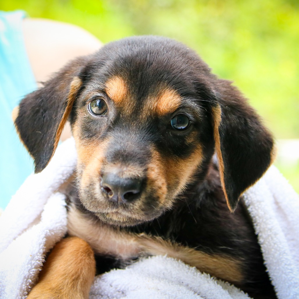 MAYBELLE - Hound / Mix for adoption in Hattiesburg