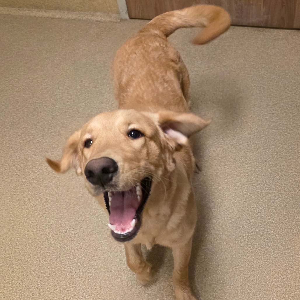 Retriever