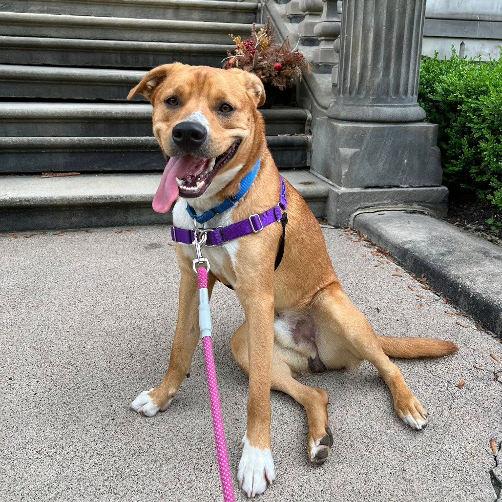 Photo of Odie 14