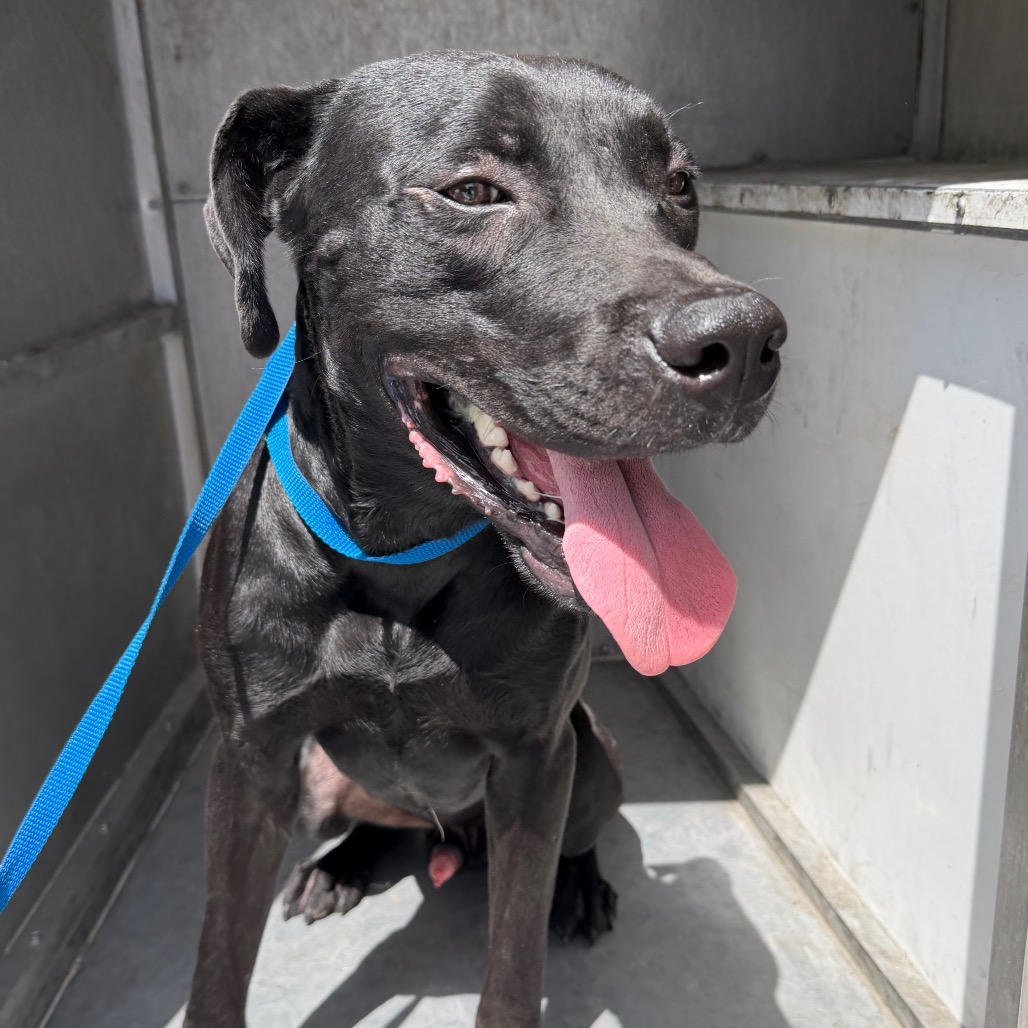 EDWARD - Terrier, Pit Bull / Retriever, Black Labrador available for adoption