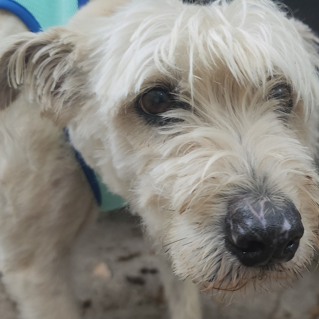 Scrappy, additional photo