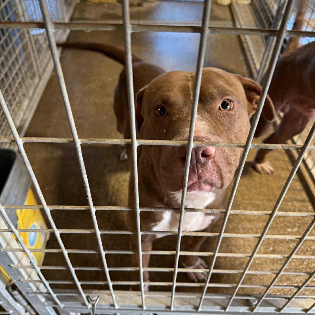 Dozer — thumbnail 2