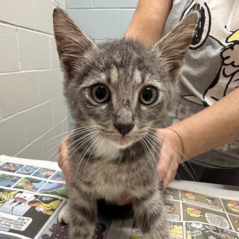 CRANBERRY PIE - Domestic Shorthair available for adoption