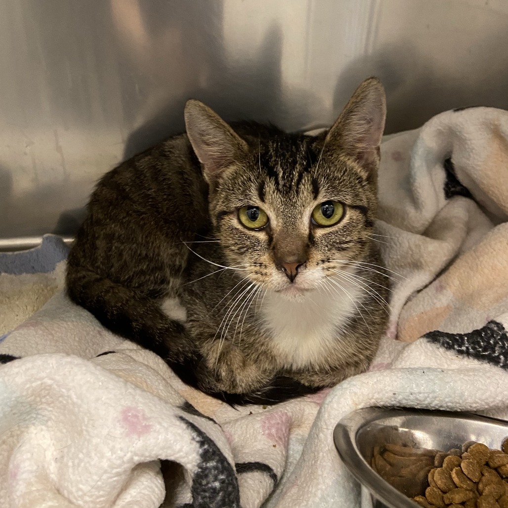 WRIGHT PATT ROCKY - Domestic Shorthair available for adoption