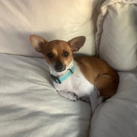 GINGER, photo 7