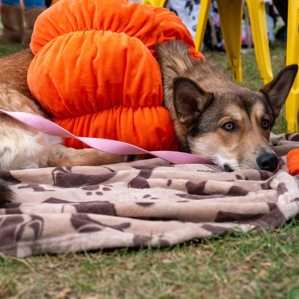 Sarge, photo 15