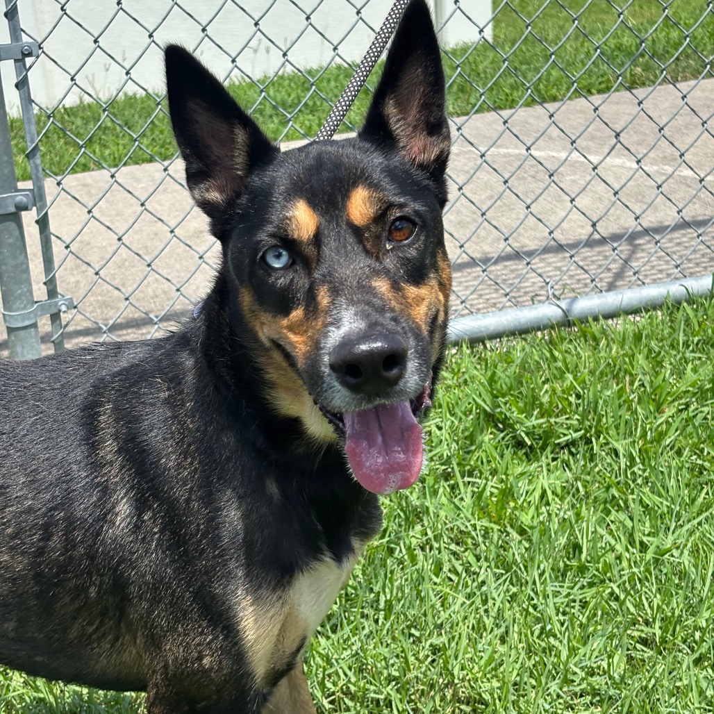 JUDGE - Husky, Siberian / Mixed Breed (Medium) available for adoption
