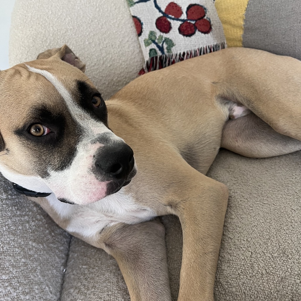 Apache Kid — thumbnail 11