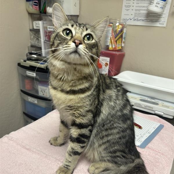 BURTON - Domestic Medium Hair available for adoption