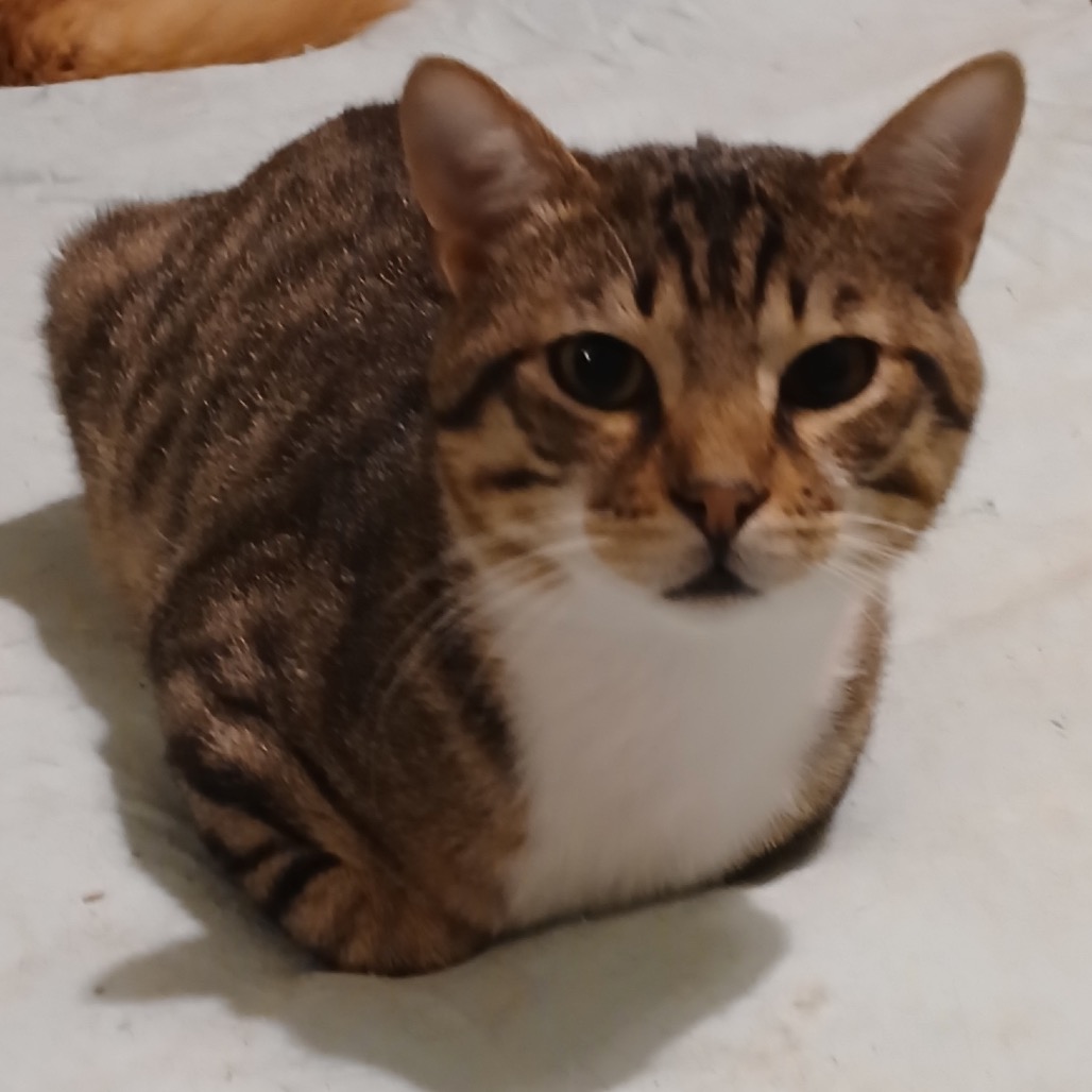 NORMAN - Domestic Shorthair / Bengal available for adoption