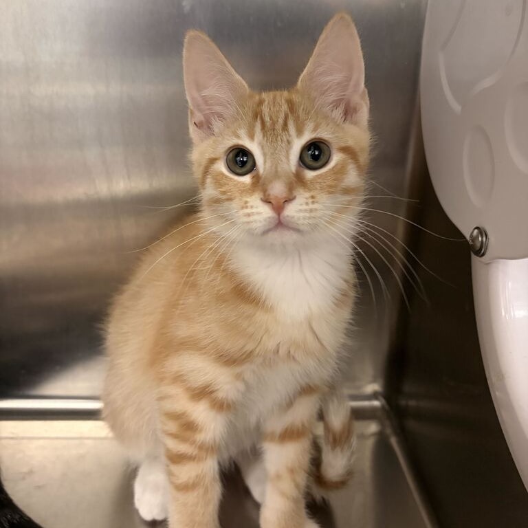 NARUTO - Domestic Shorthair available for adoption